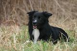 BORDER COLLIE 1545